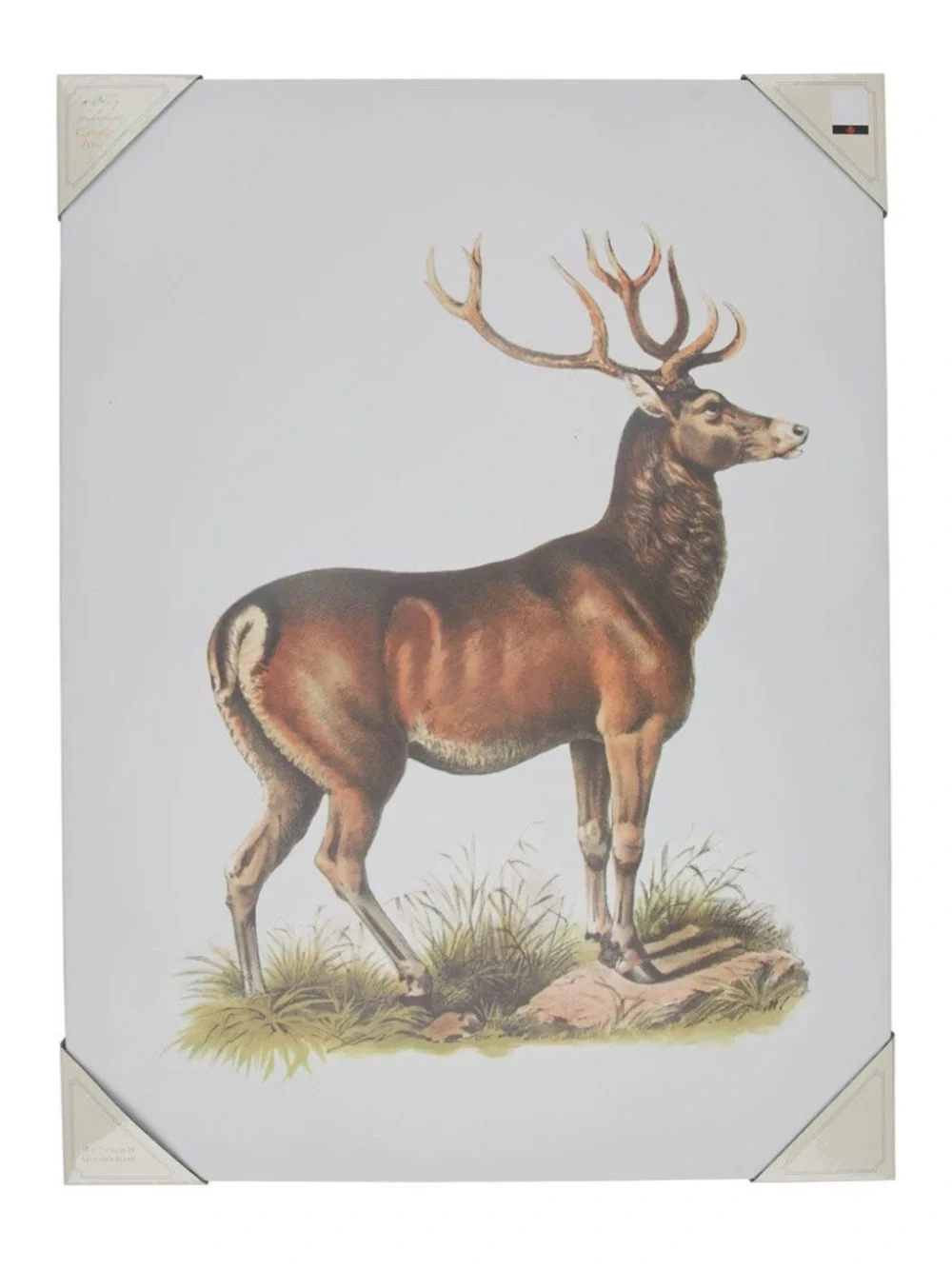Viral Holly Williams Deer Canvas